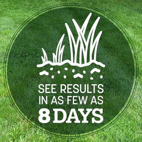 Sturdy blades of Pennington 31 Tall Fescue handle heat and rainfall.