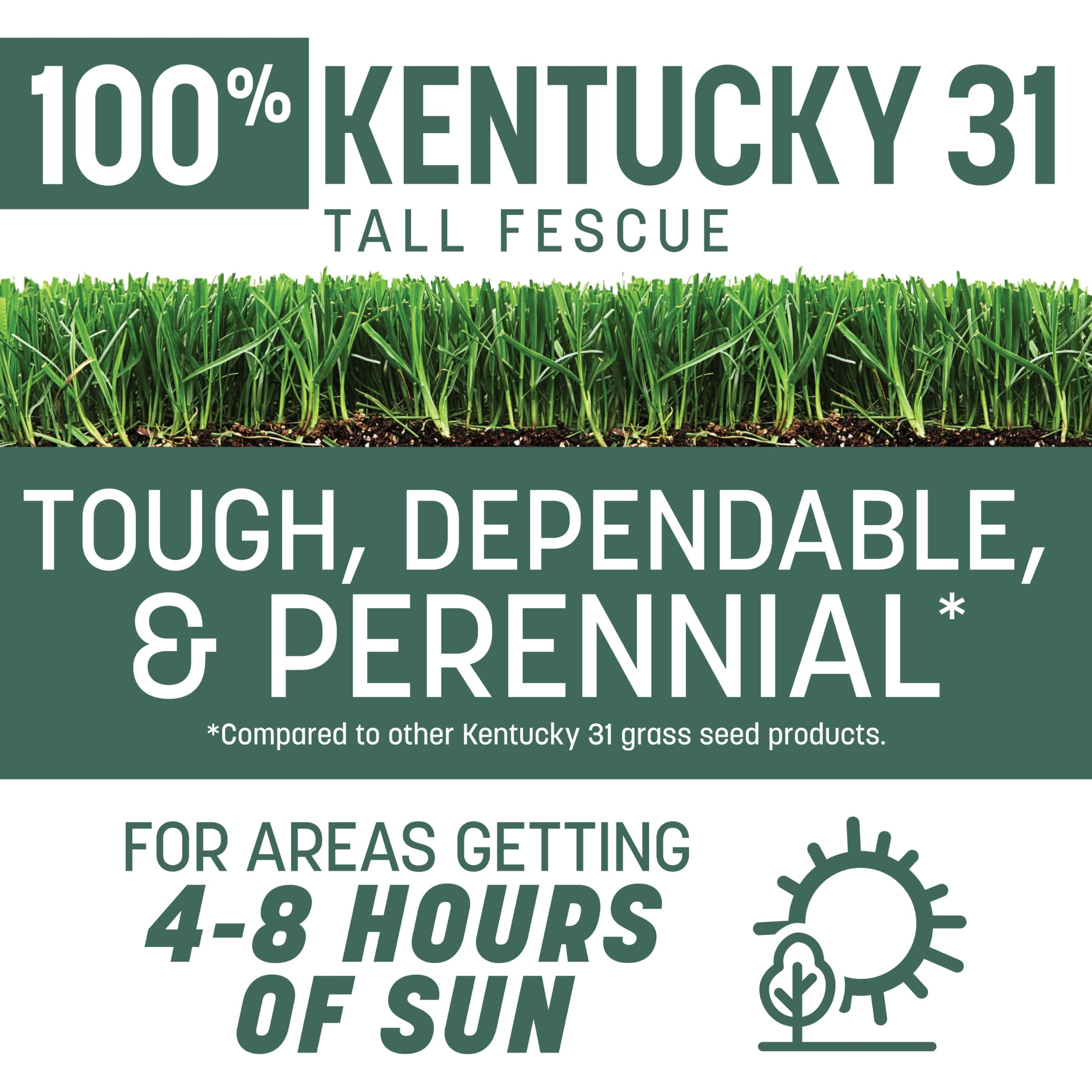 Pennington tall fescue lawn showing durable, dense blades for a tougher lawn