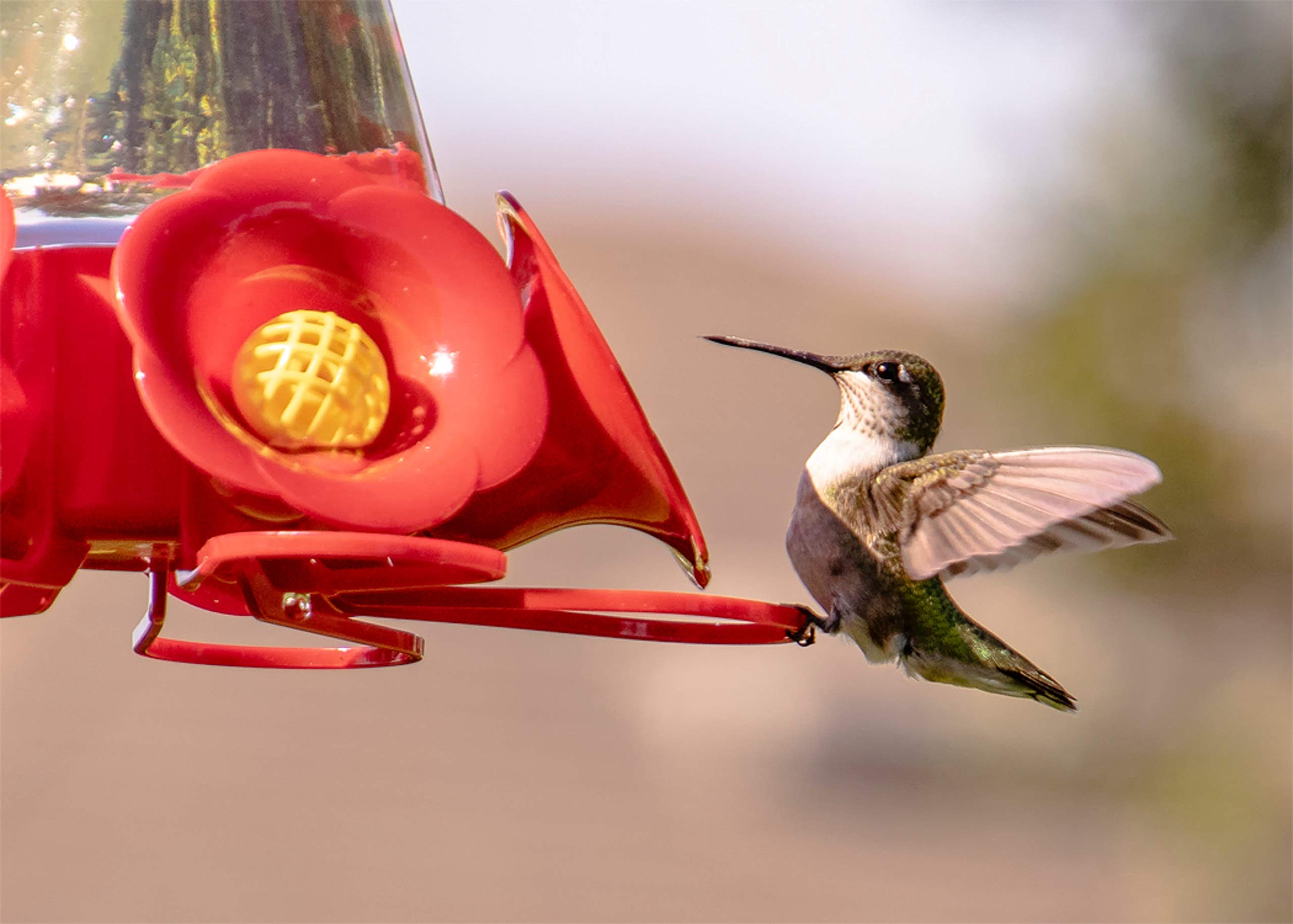 Pennington Natural Springs hummingbird nectar concentrate ready to mix with water for quick feeding.