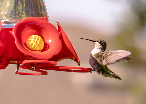 Pennington Natural Springs hummingbird nectar concentrate ready to mix with water for quick feeding.