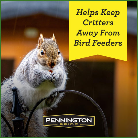 Backyard wildlife scene with squirrels and ducks enjoying Pennington Pride blend