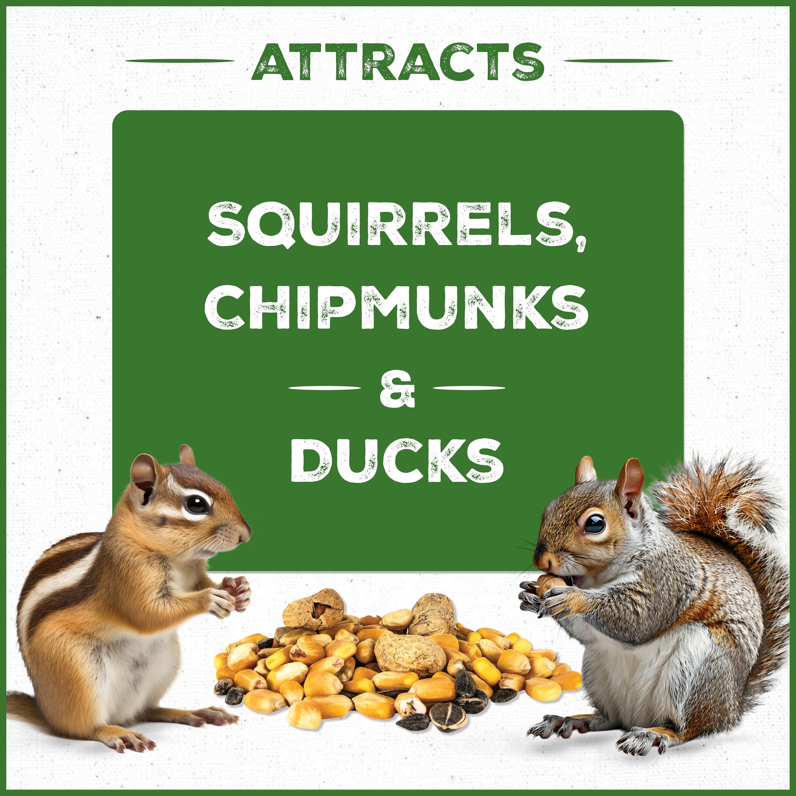 Squirrels feeding from a feeder using Pennington Pride blend