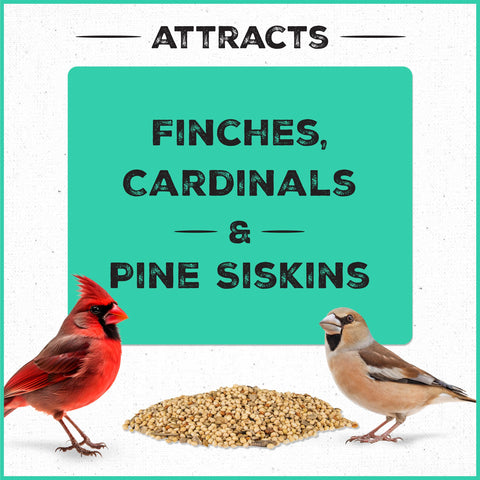 Finches perched at a feeder with Pennington Pride Wild Finch Blend