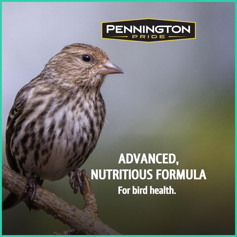 Sunflower seeds in Pennington Pride Wild Finch Blend nourish visiting birds
