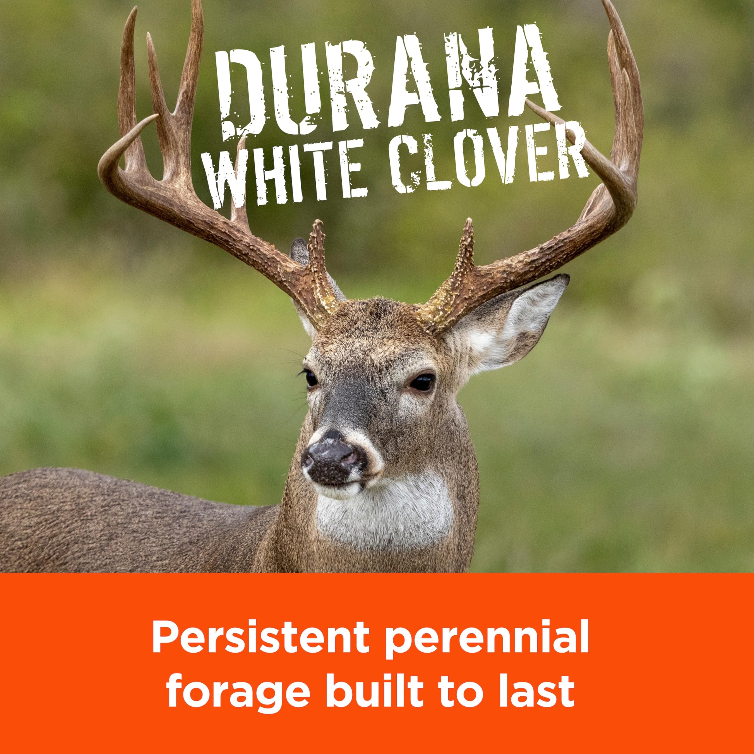 Pennington Rackmaster Durana leaf closeup highlights robust clover growth.