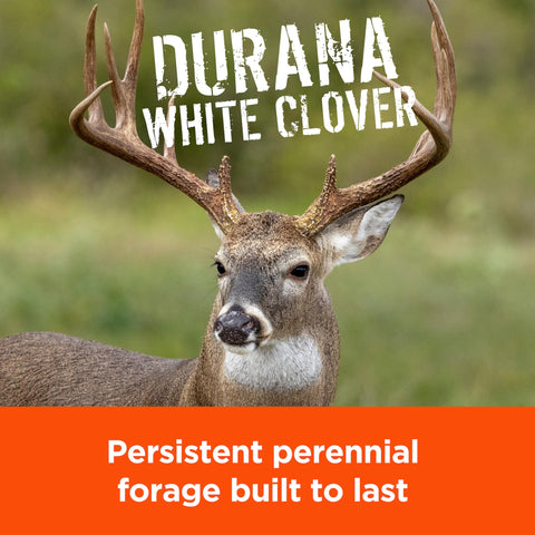 Pennington Rackmaster Durana leaf closeup highlights robust clover growth.