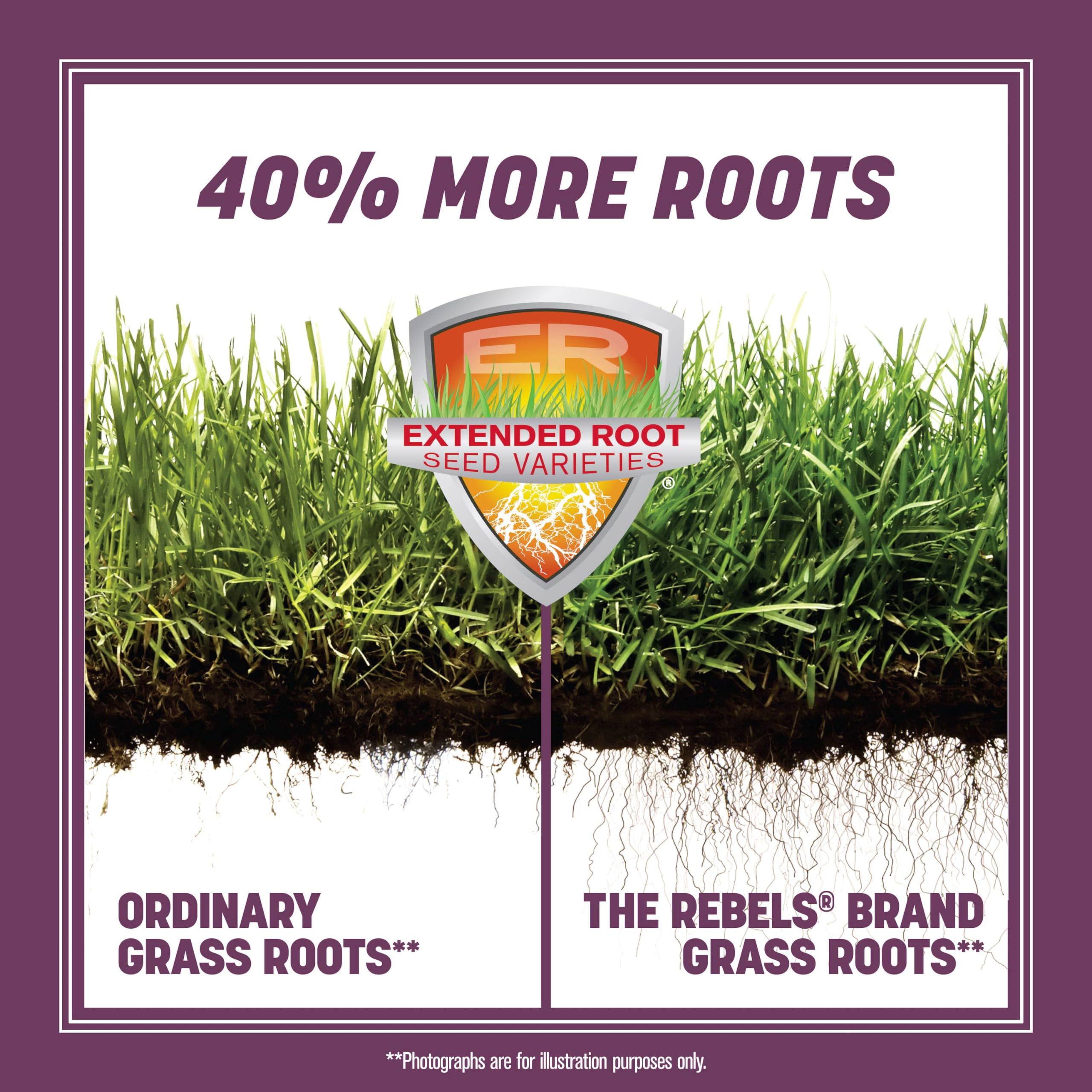 Pennington Rebels tall fescue with dense roots for a strong, drought-tolerant lawn.