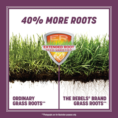 Pennington Rebels tall fescue with dense roots for a strong, drought-tolerant lawn.