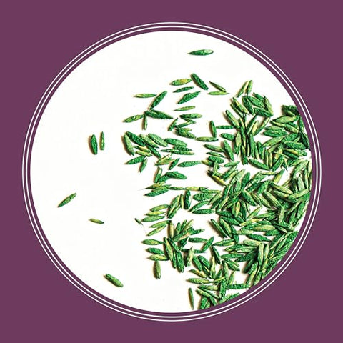 Pennington Rebels tall fescue weed-free composition at 99 percent.