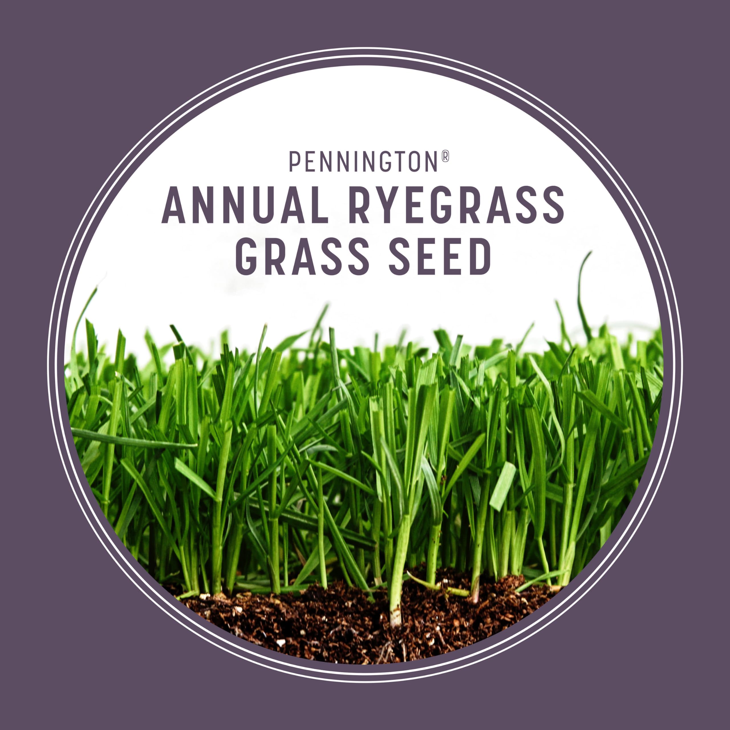 Pennington ryegrass overseeding for Bermuda and Zoysia lawns.
