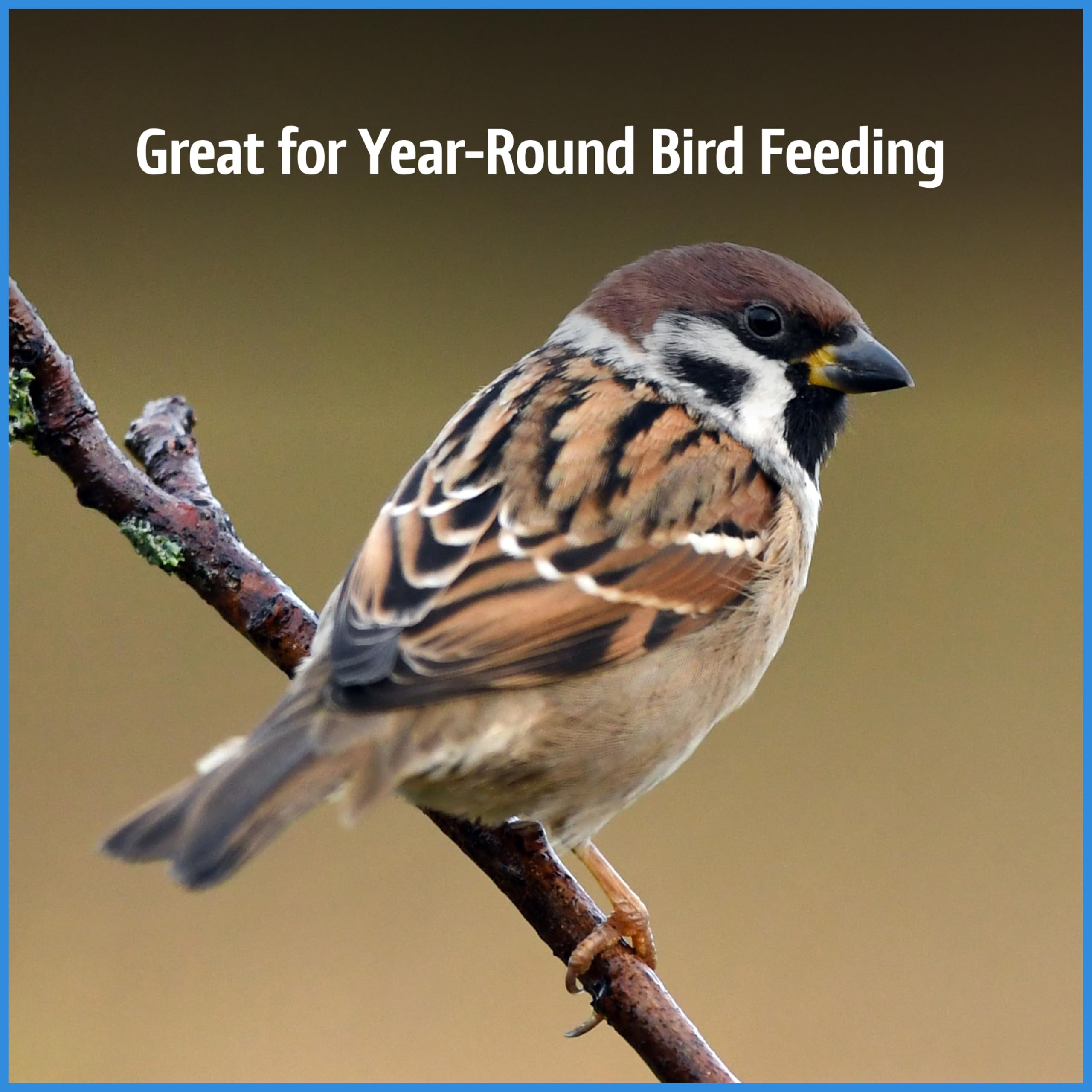 Pennington Select Chips & Bits attracts cardinals, buntings, finches, chickadees, and more