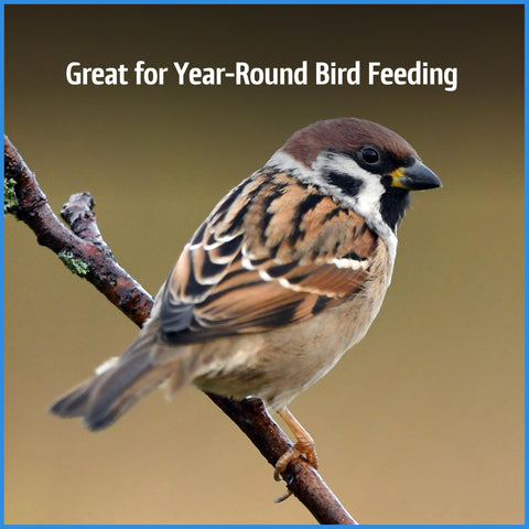 Pennington Select Chips & Bits attracts cardinals, buntings, finches, chickadees, and more