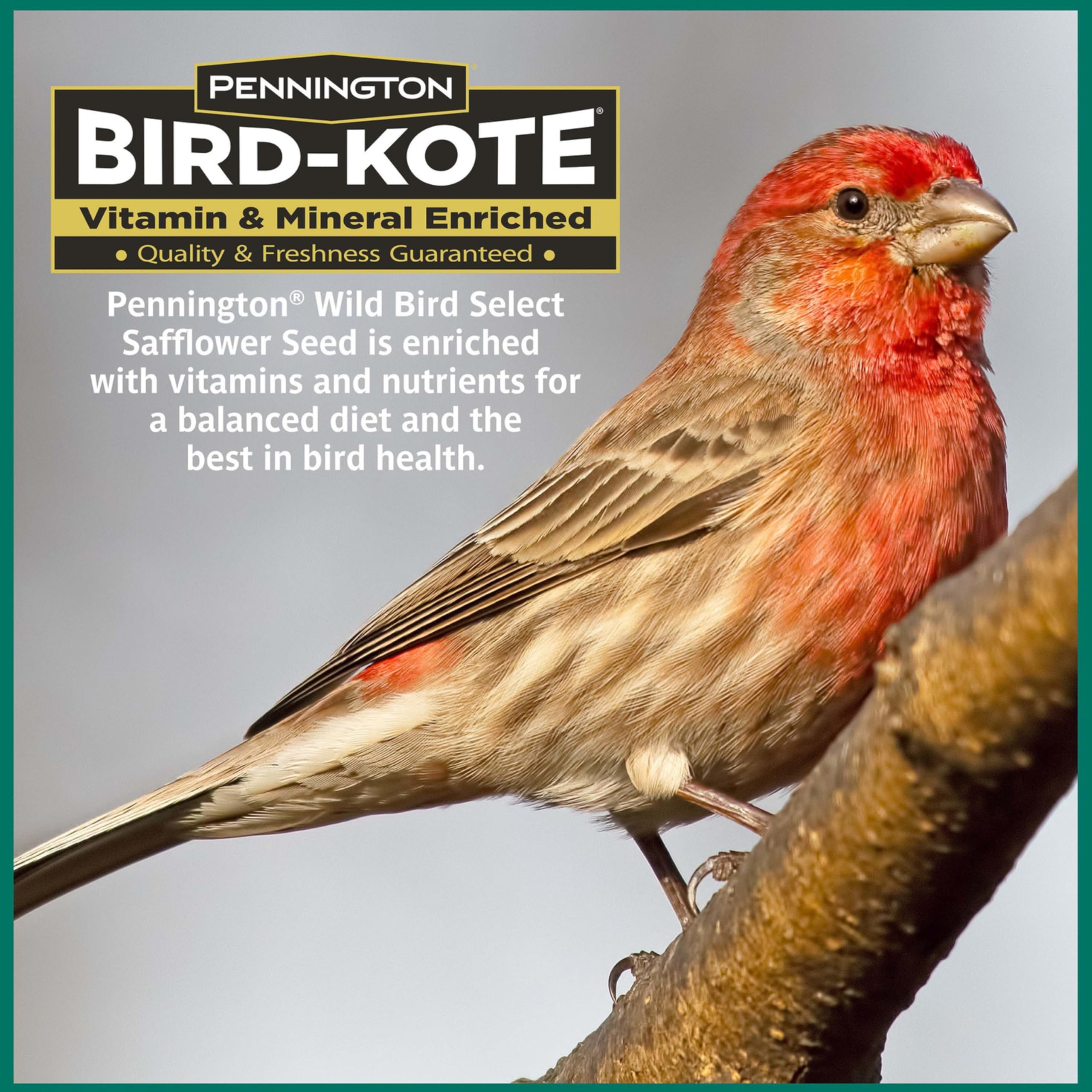 Pennington Select Safflower Seed on feeder attracts nuthatches and chickadees