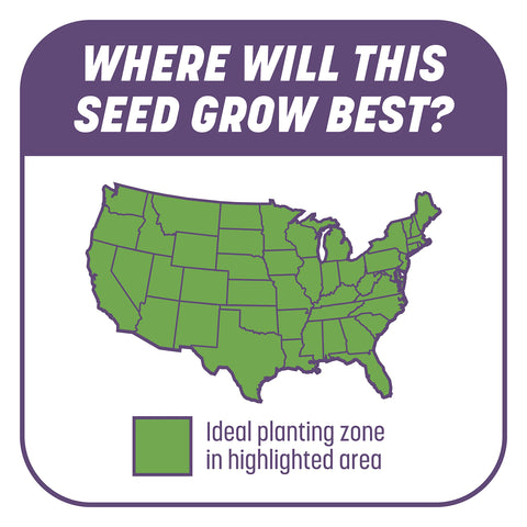 Pennington Smart Patch Dense Shade American rye adds shade-tolerant vigor.