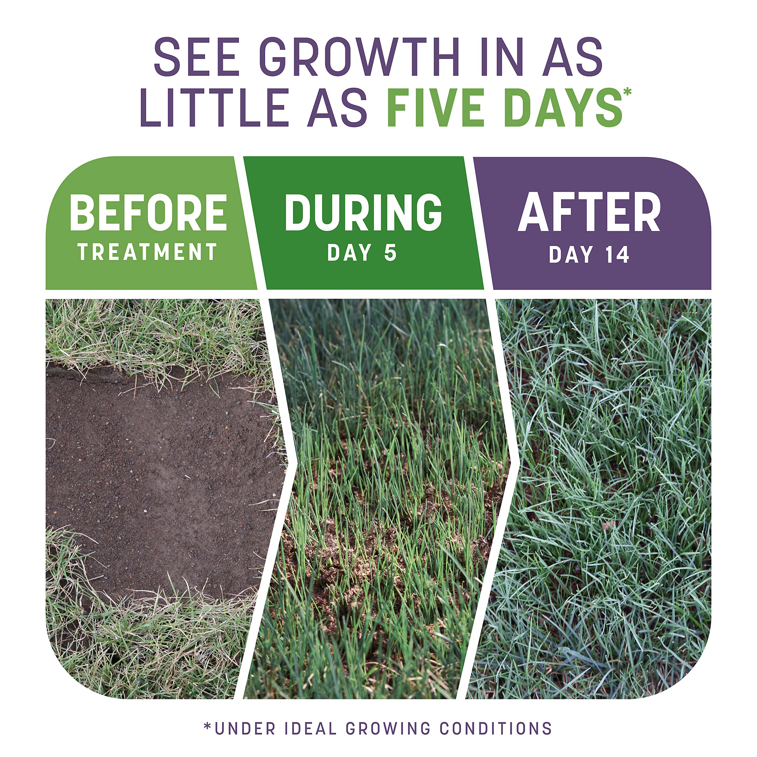 Pennington Smart Patch Dense Shade seed blend ready to revitalize shaded areas.
