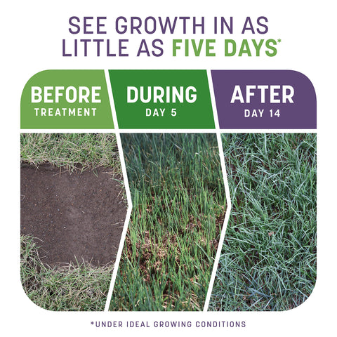 Pennington Smart Patch Dense Shade seed blend ready to revitalize shaded areas.