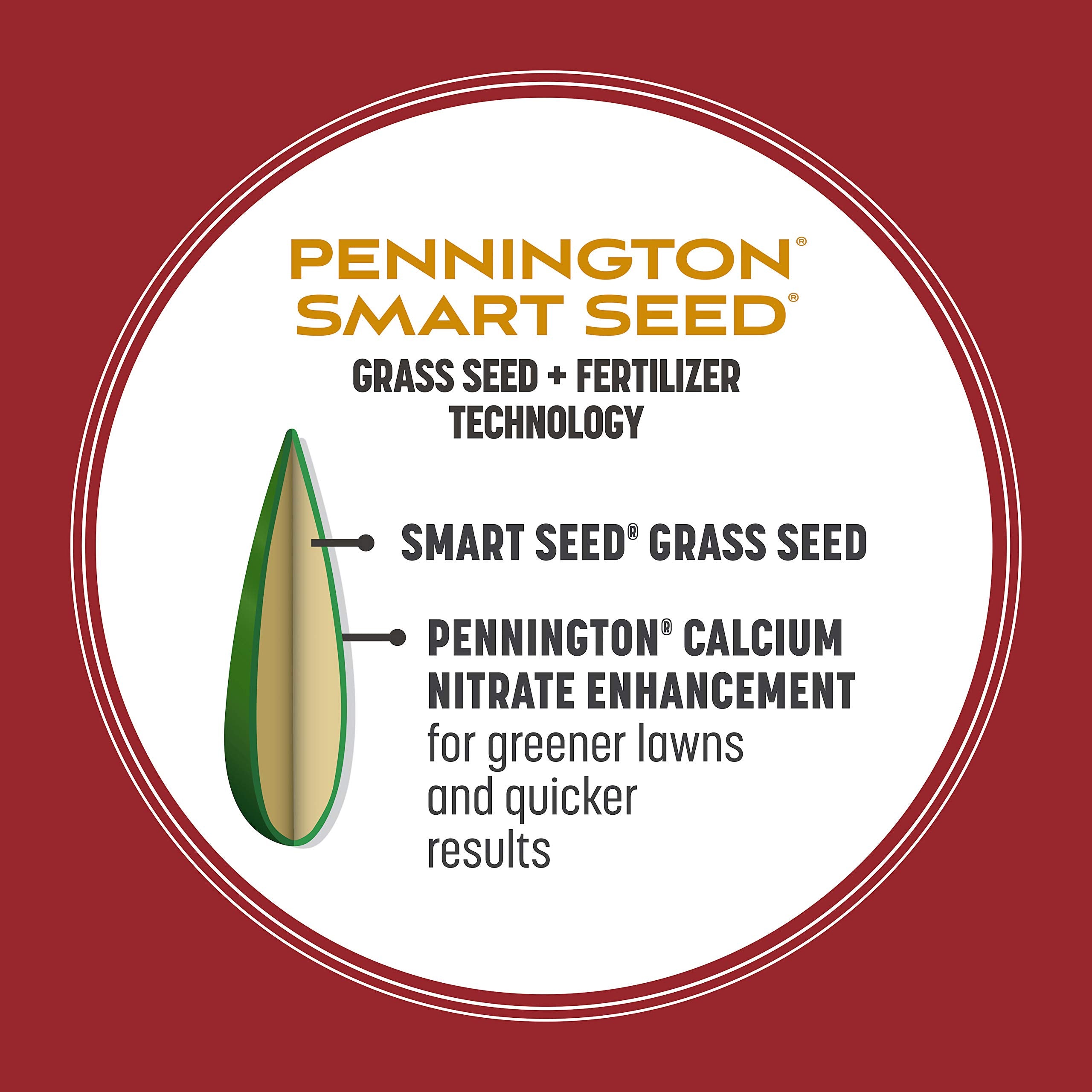 Pennington Smart Seed Perennial Ryegrass demonstrates drought tolerance in dry conditions.