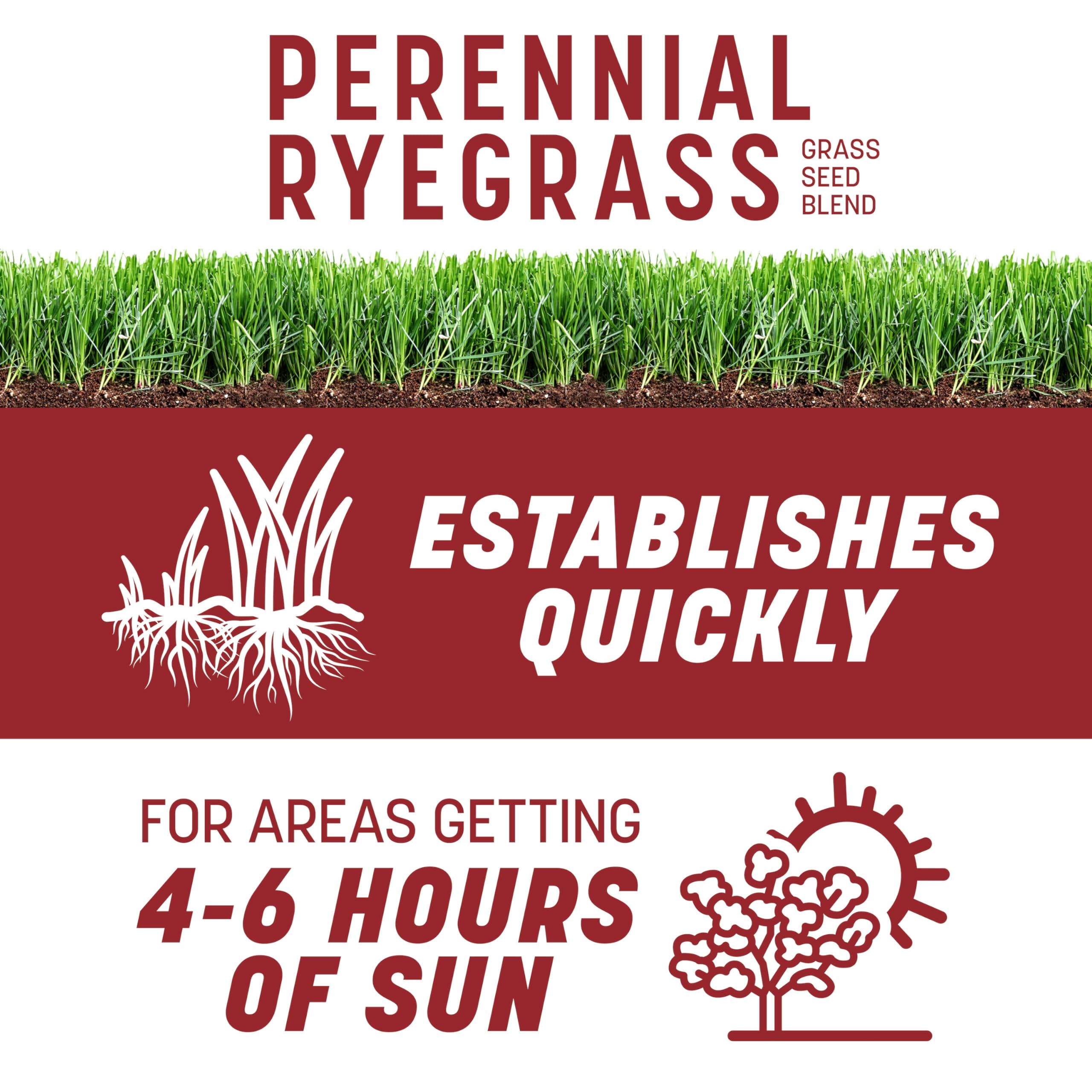 Pennington Smart Seed Perennial Ryegrass being spread in a sunny yard for quick germination.