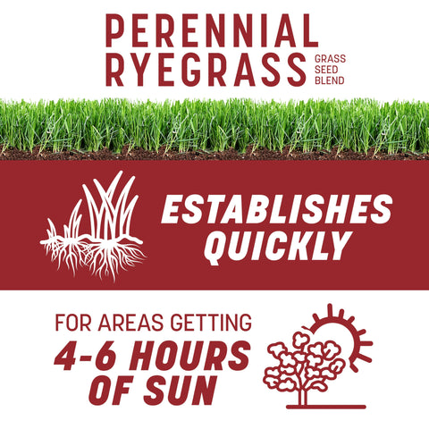 Pennington Smart Seed Perennial Ryegrass being spread in a sunny yard for quick germination.
