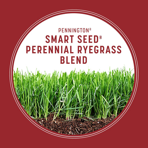 Pennington Smart Seed Perennial Ryegrass thriving under 4 to 6 hours of sun.
