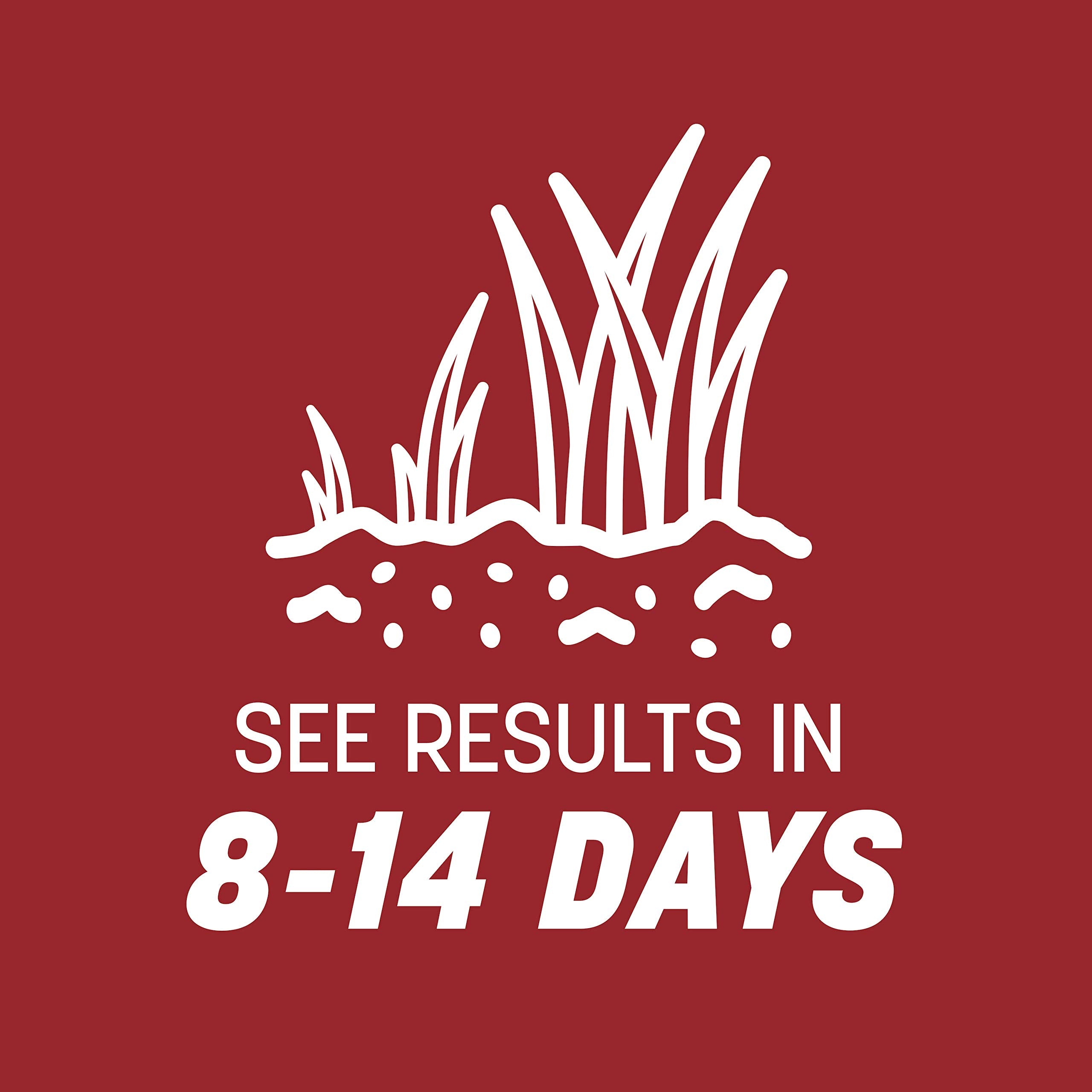 Pennington Smart Seed Perennial Ryegrass provides winter color in cool-season lawns.