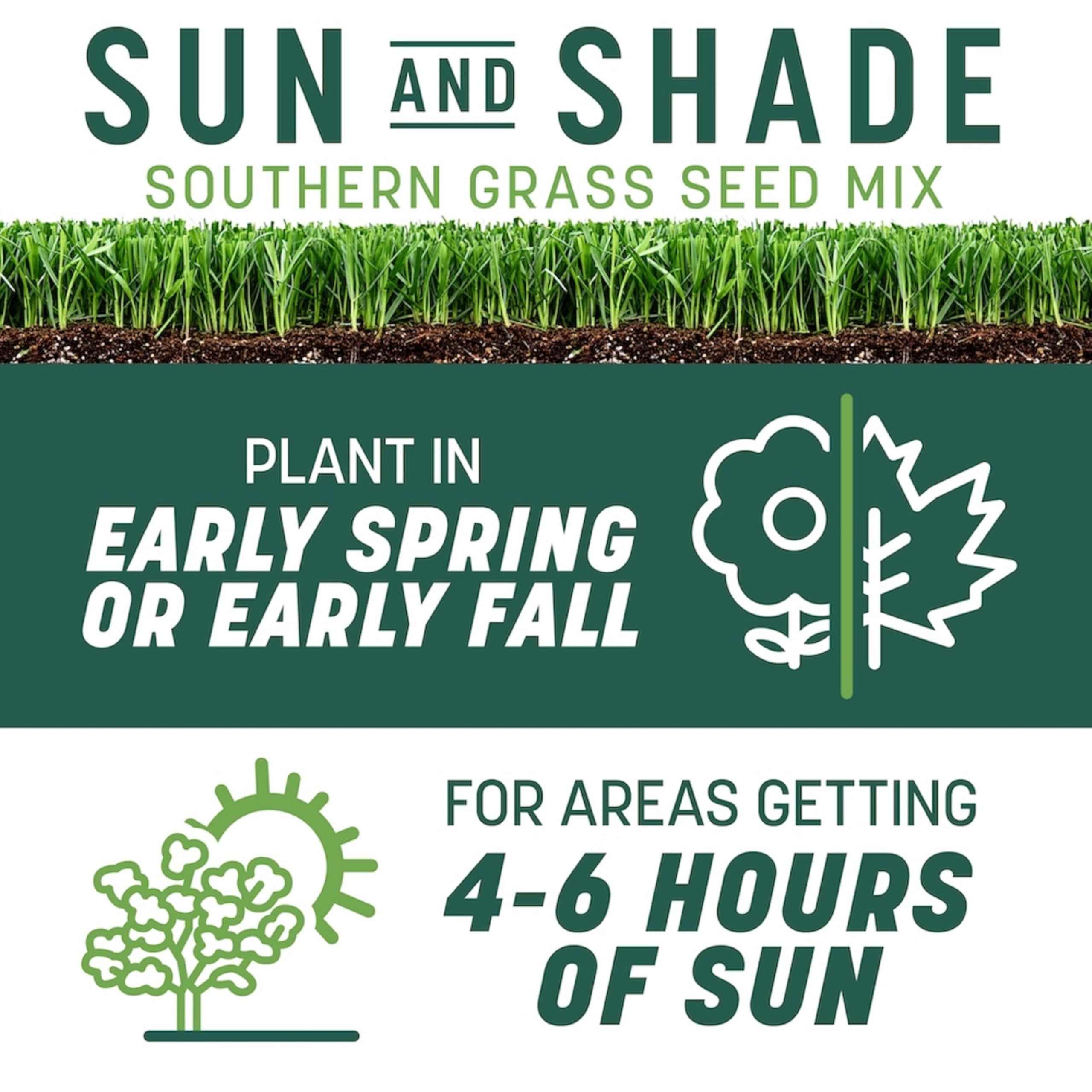 Close-up of Pennington Smart Seed Sun & Shade Tall Fescue seed showing texture.