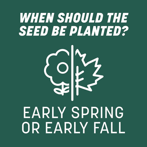 Seed placed on soil surface for overseeding with Pennington mix.