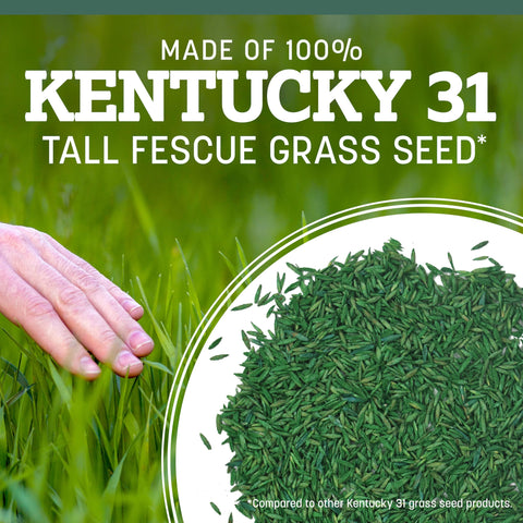 Pennington tall fescue stands up to foot traffic in a yard.