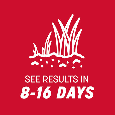 Pennington The Rebels tall fescue partial shade to sun area shows versatile growth