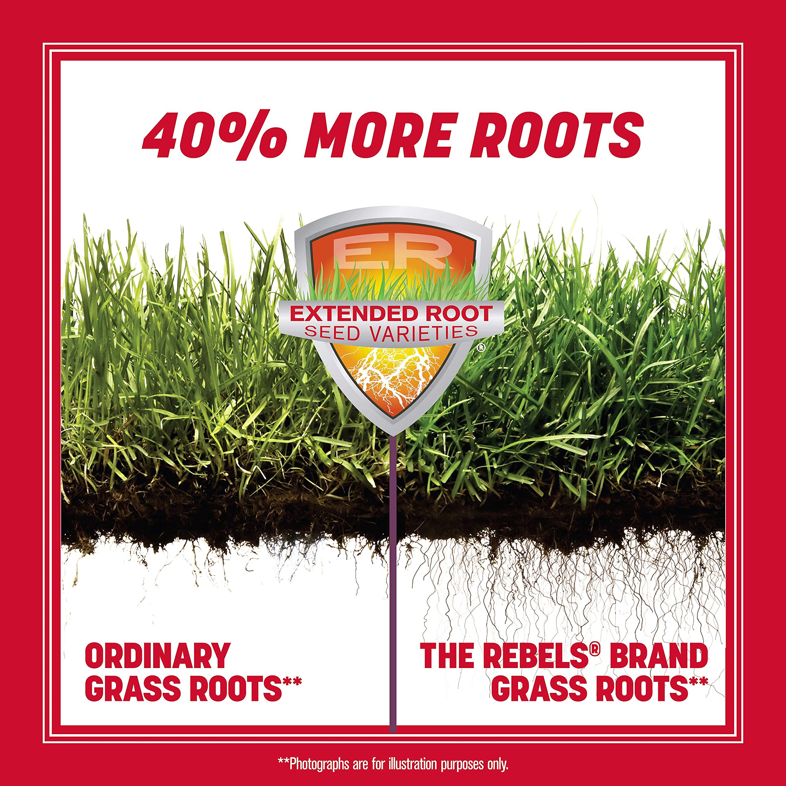 Pennington The Rebels tall fescue root illustration shows deep, resilient rooting network
