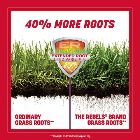 Pennington The Rebels tall fescue root illustration shows deep, resilient rooting network