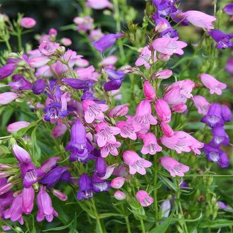 Penstemon spectabilis blooms on tall spikes attracting hummingbirds and butterflies.