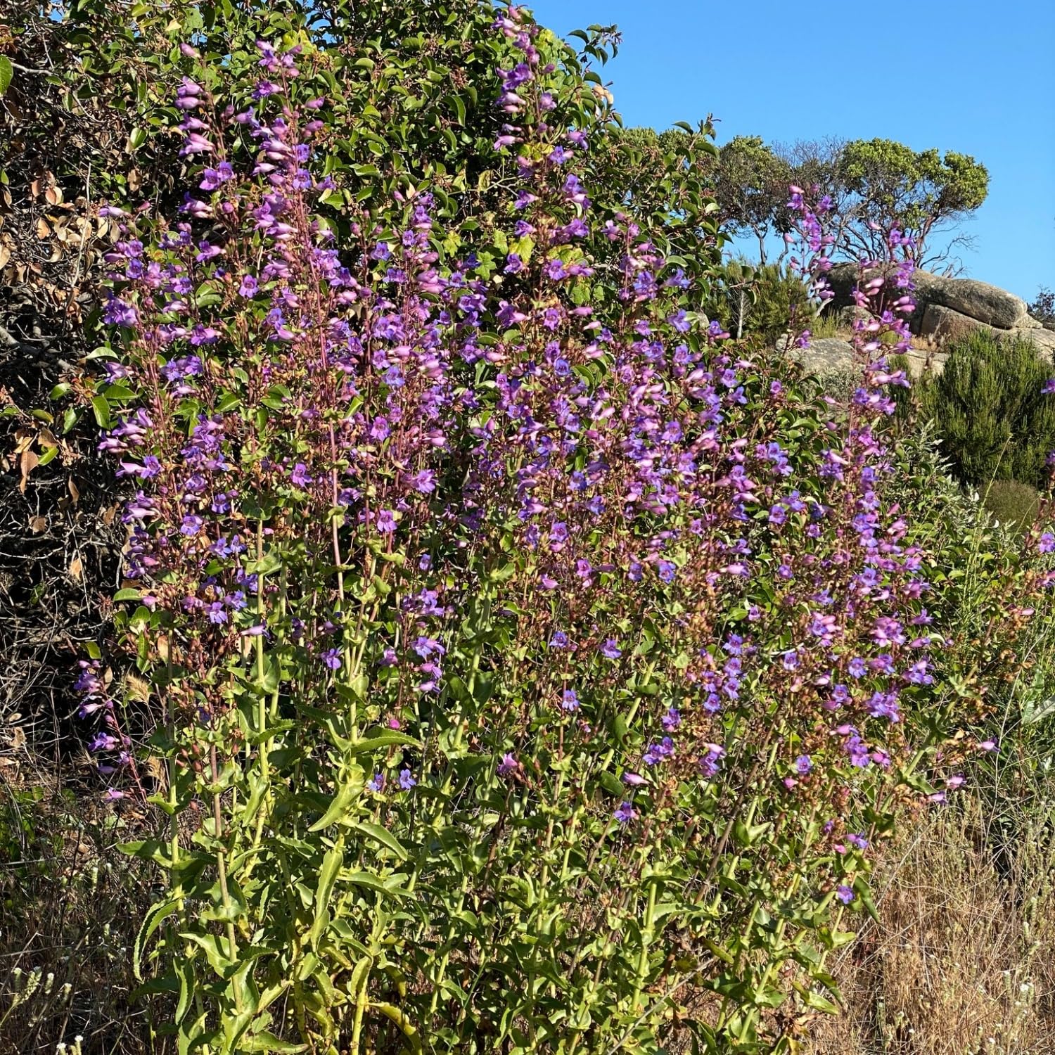 Penstemon spectabilis drought-tolerant perennials brighten wildflower meadows and borders.