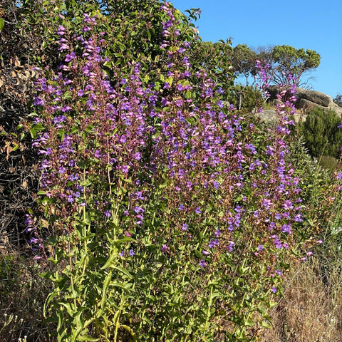 Penstemon spectabilis drought-tolerant perennials brighten wildflower meadows and borders.