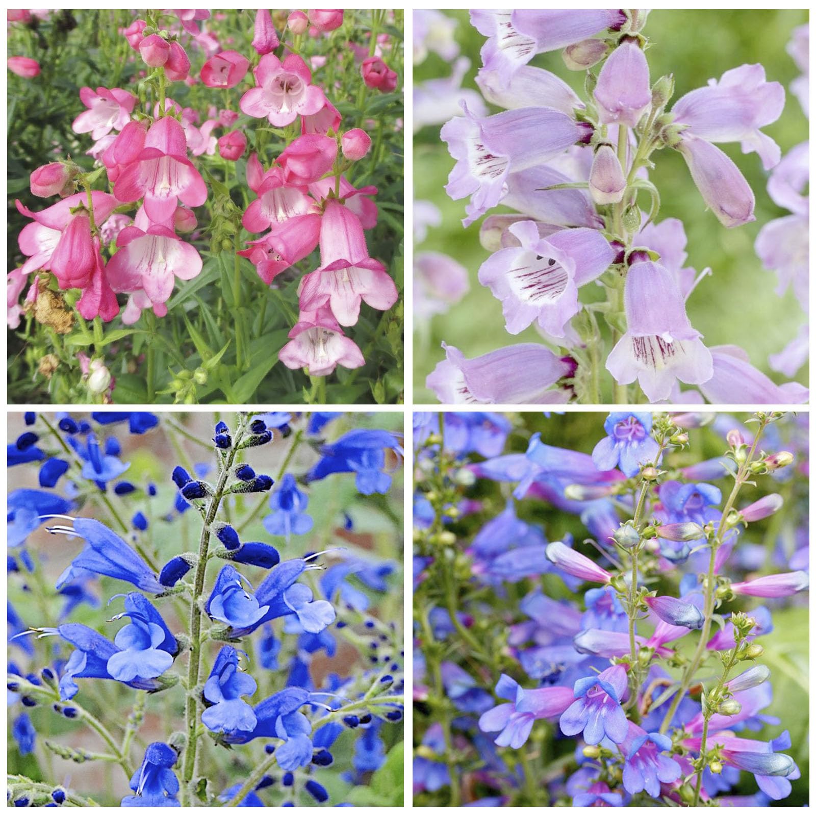Penstemon spectabilis seeds germination processes lead to vibrant, nectar-rich blooms for gardens.