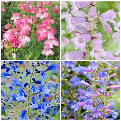 Penstemon spectabilis seeds germination processes lead to vibrant, nectar-rich blooms for gardens.