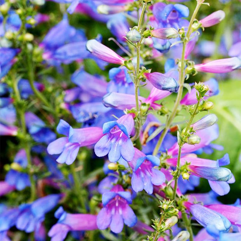 Penstemon spectabilis seeds packaging for easy spring planting.