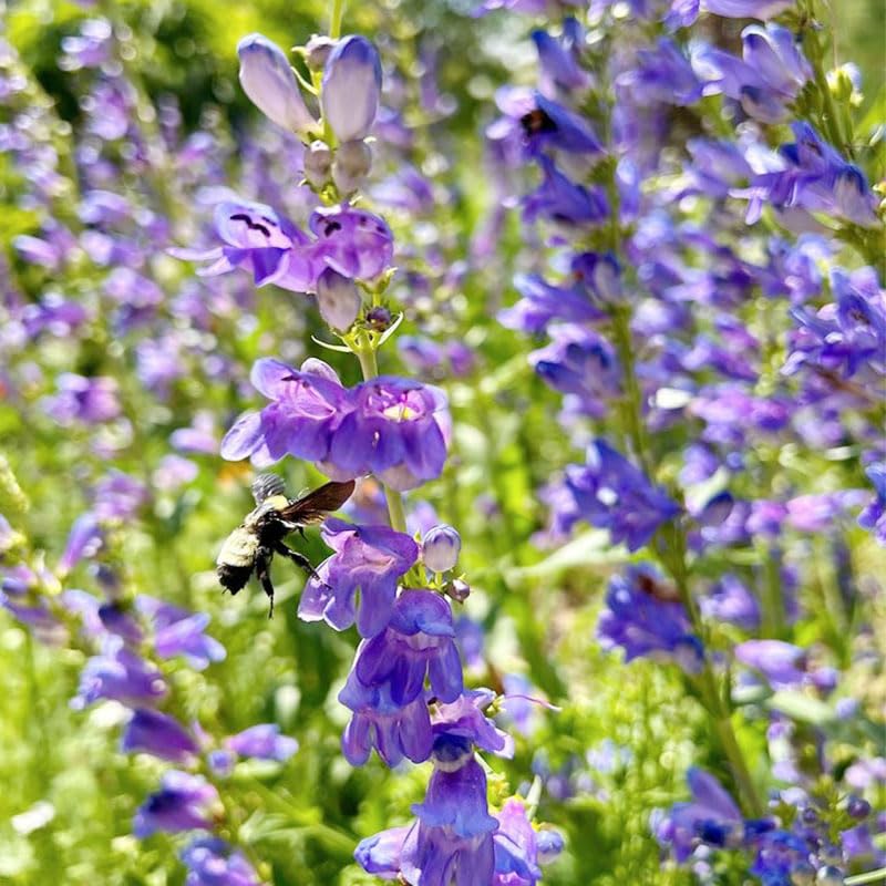 Penstemon spectabilis seeds for spring planting in sunlit borders and dry climates.
