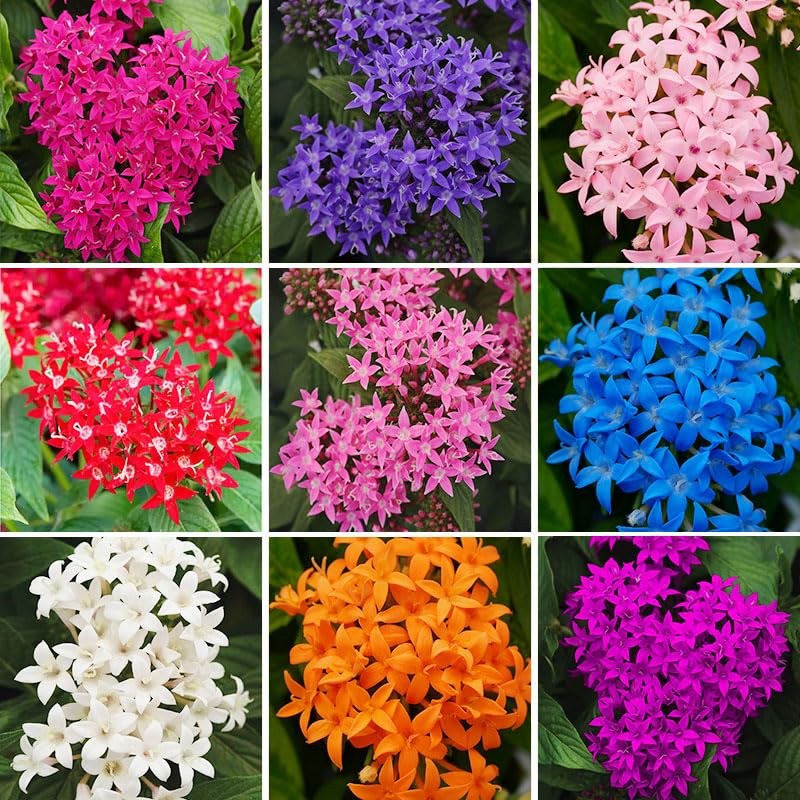 Pentas Lucky Star seeds bloom close-up attracting butterflies for a lively garden feature.