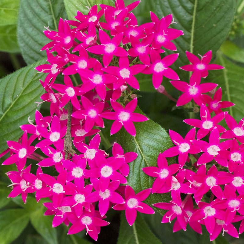 Pentas Lucky Star seeds garden border view for continuous summer color.