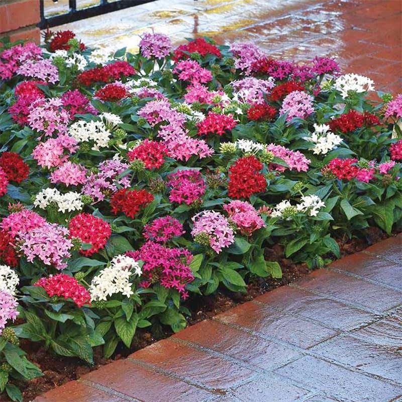 Pentas Lucky Star seeds attract pollinators, enhancing outdoor enjoyment and ecosystem activity.