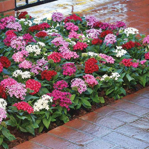 Pentas Lucky Star seeds attract pollinators, enhancing outdoor enjoyment and ecosystem activity.