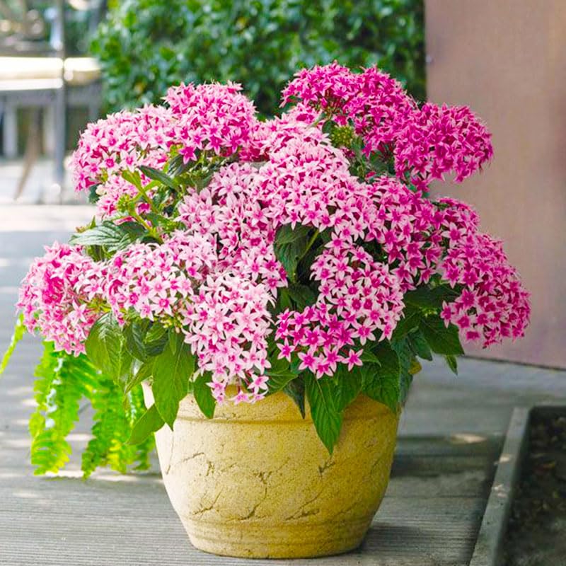 Pentas Lucky Star seeds in sunset garden scene highlight long-lasting color.