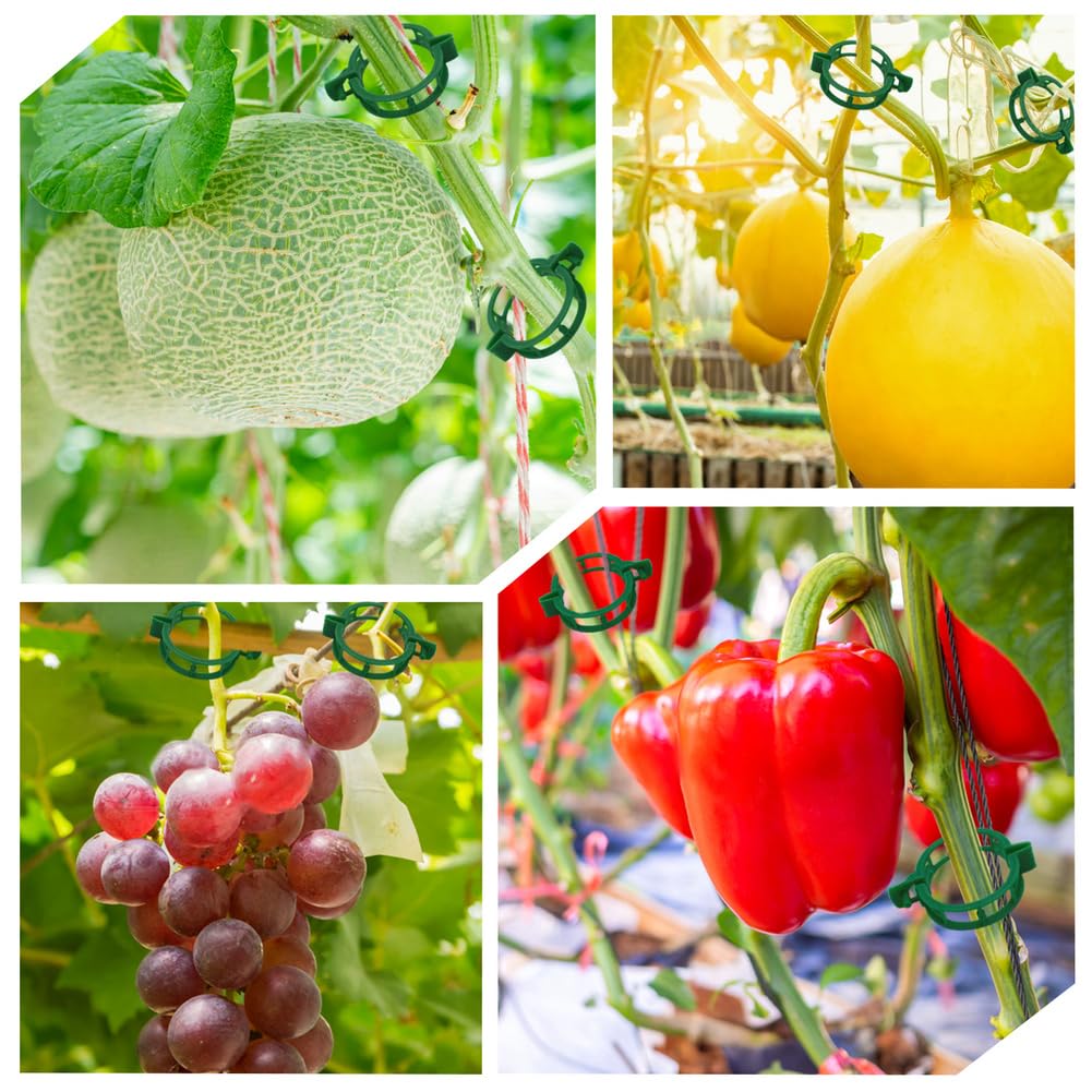 PEOUWNES sweet pepper clip on cage enhances stability.