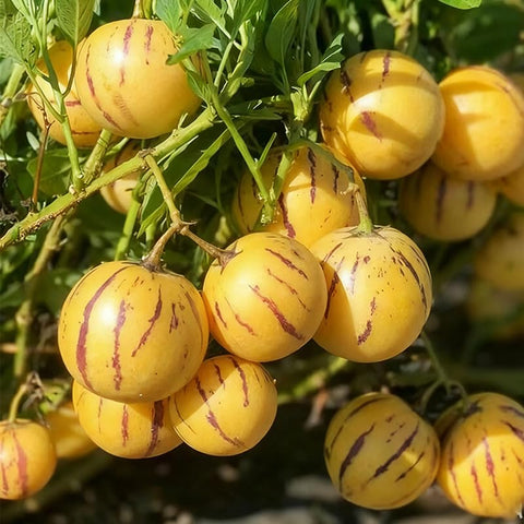 Pepino Melon Seeds ideal for container gardens with ornamental foliage.