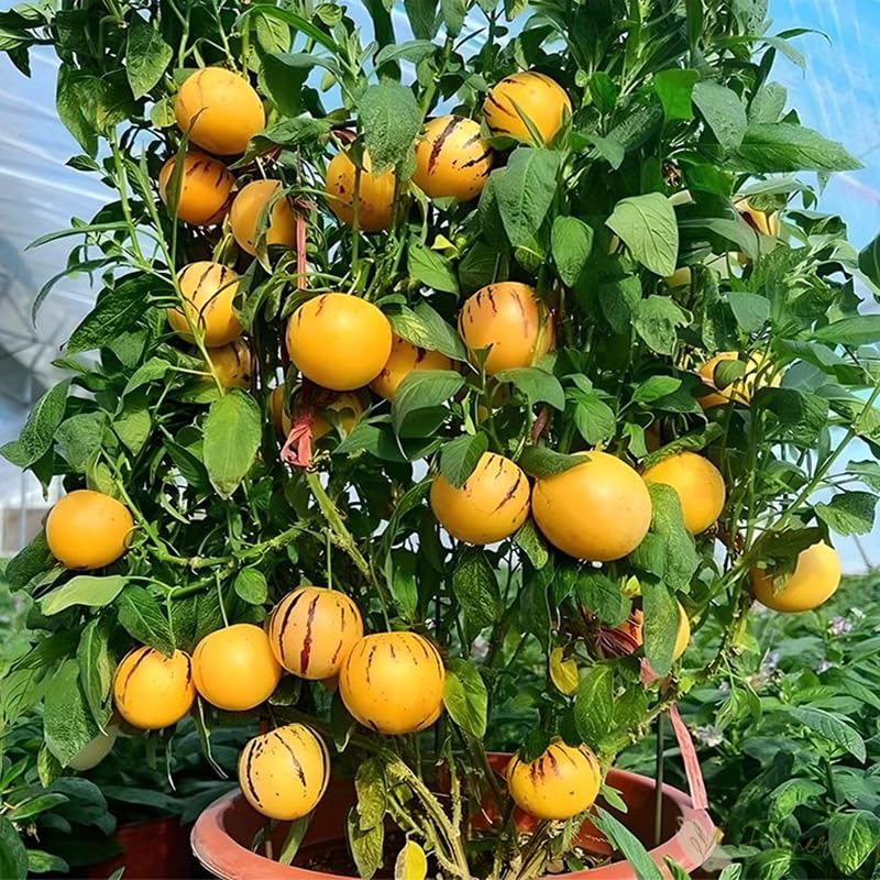 Pepino Melon Seeds harvest-ready fruits offer refreshing flavor.