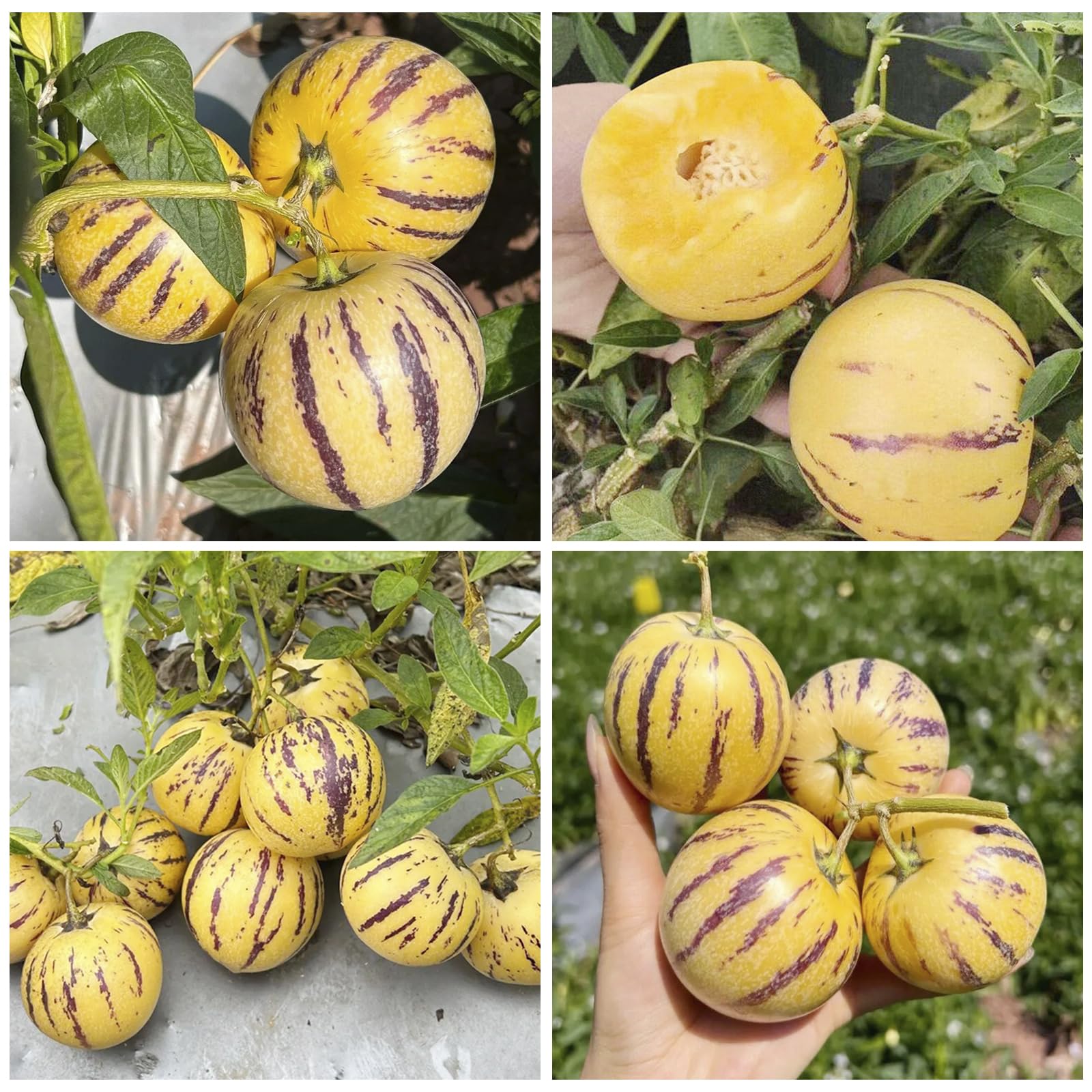 Pepino Melon Seeds indoors seedling start supports healthy germination.