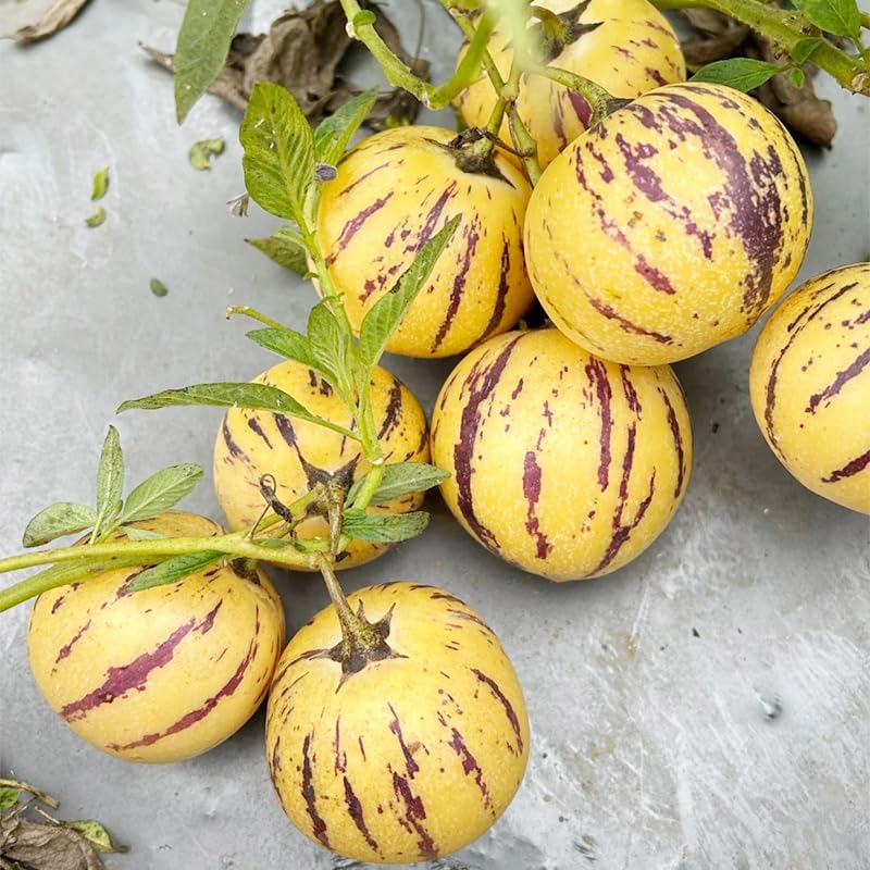 Pepino Melon Seeds fruit on plant shows striped, edible fruit.
