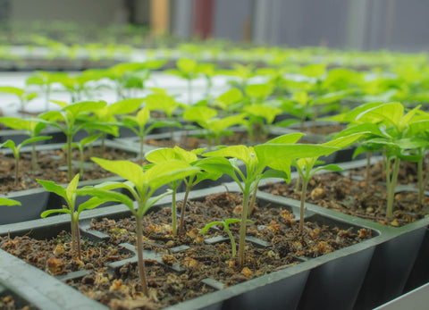 Pepper Joe's Carolina Reaper plants at 90 days—impressive growth for your garden.