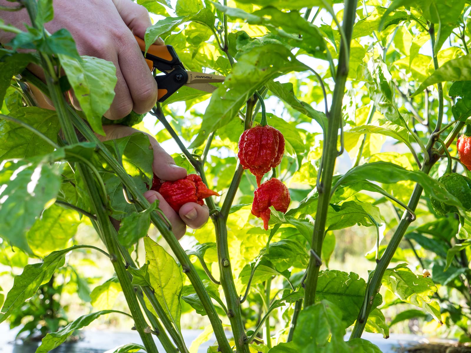 Pepper Joe's colorful Reapers—ripe peppers ideal for sauces and seasoning.